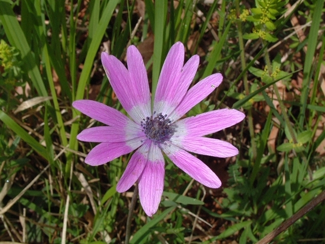 Anemone apennina e Anemone hortensis